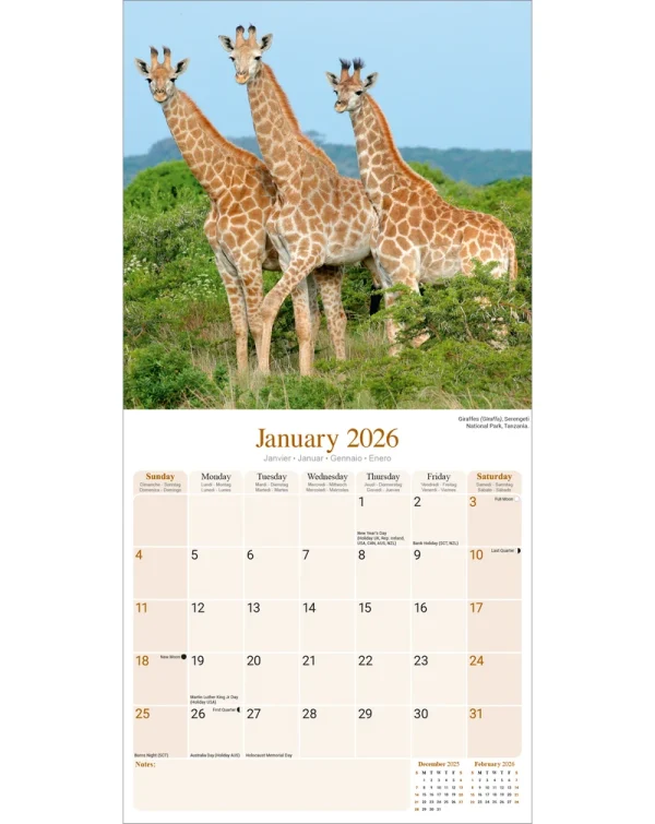 Kalender 26 African Wildlife as – Bild 3