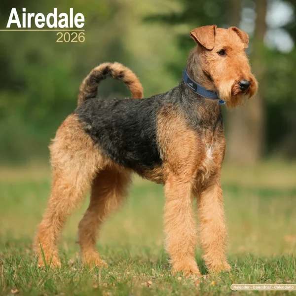 Kalender 26 Airedale Terriers as