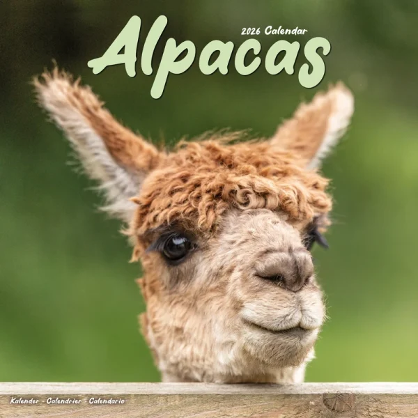 Kalender 26 Alpacas as