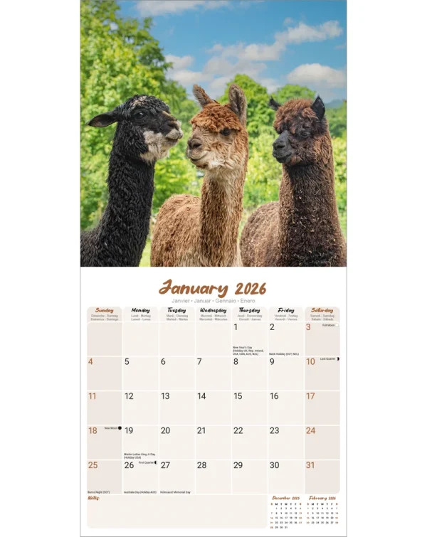 Kalender 26 Alpacas as – Bild 3