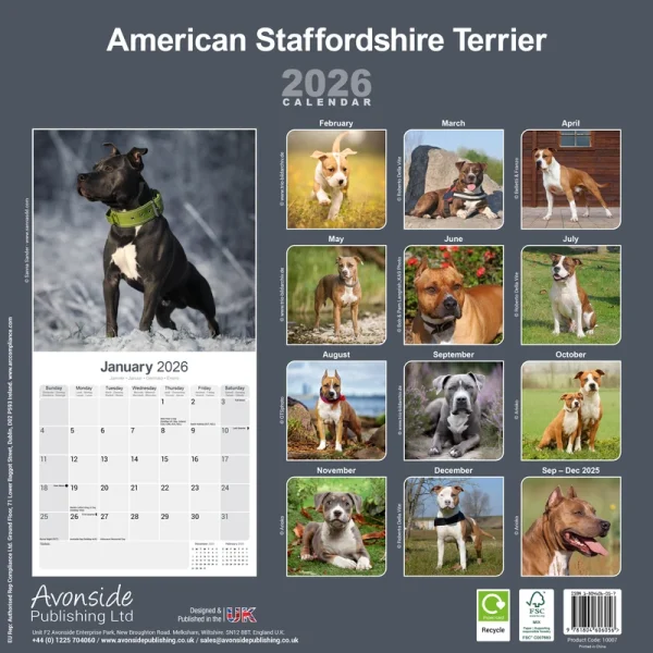 Kalender 26 Am Staff Terrier as – Bild 2