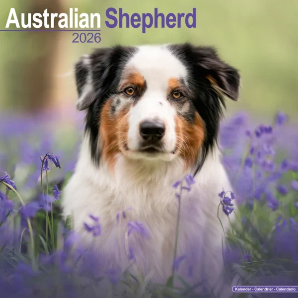 Kalender 26 Australian Shepherds as