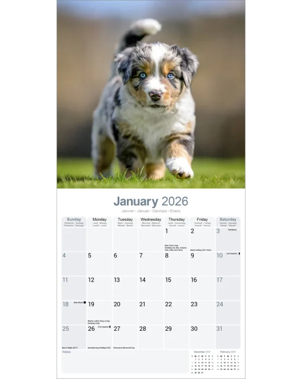 Kalender 26 Australian Shepherds as – Bild 3