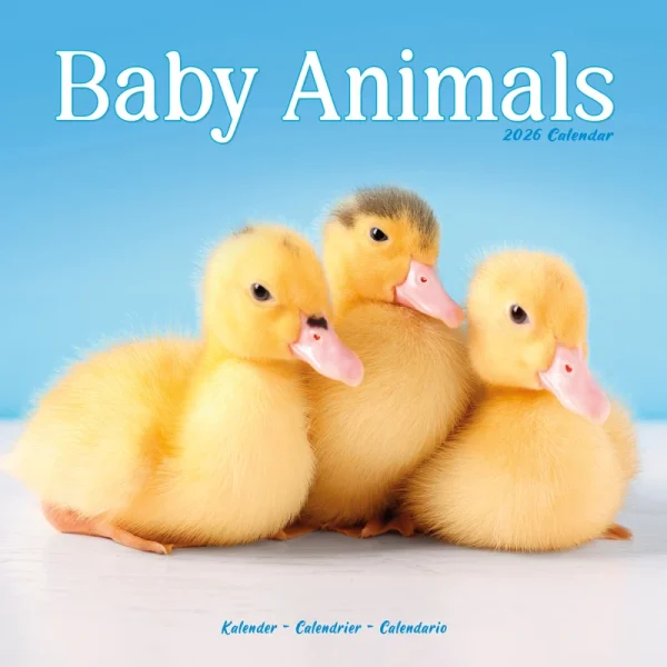 Kalender 26 Baby Animals as