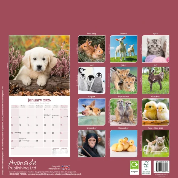 Kalender 26 Baby Animals as – Bild 2