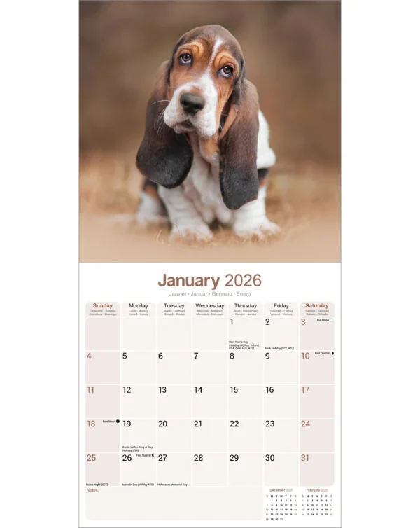 Kalender 26 Basset Hounds as – Bild 3