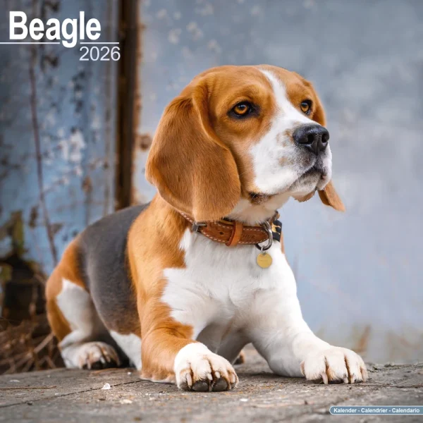 Kalender 26 Beagles as