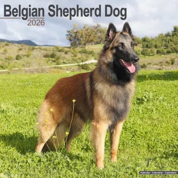 Kalender 26 Belgian Shepherd as