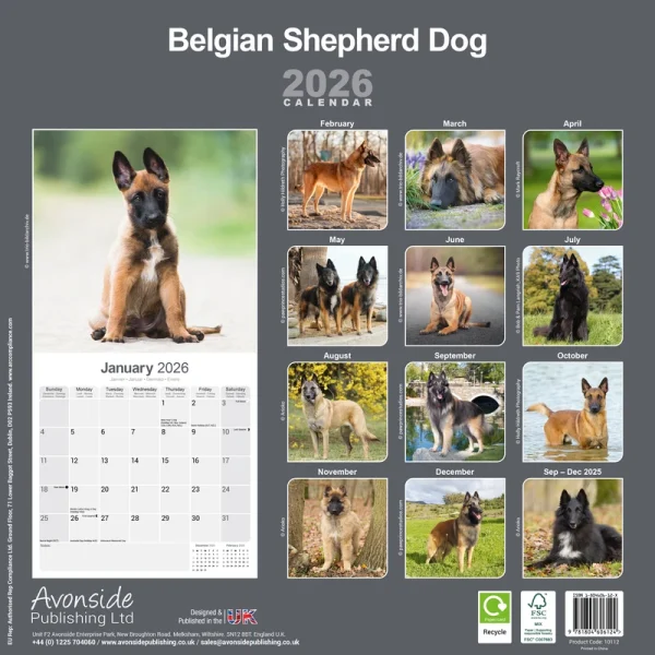 Kalender 26 Belgian Shepherd as – Bild 2