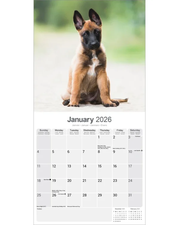 Kalender 26 Belgian Shepherd as – Bild 3