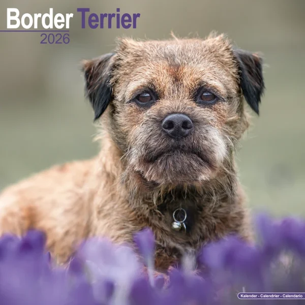 Kalender 26 Border Terriers as