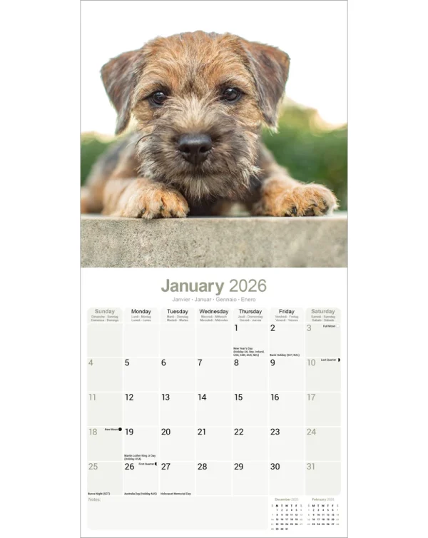 Kalender 26 Border Terriers as – Bild 3