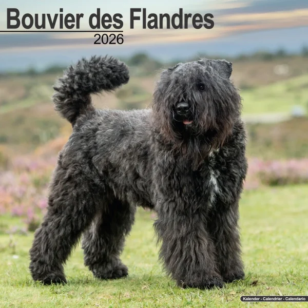 Kalender 26 Bouvier des Flandres as