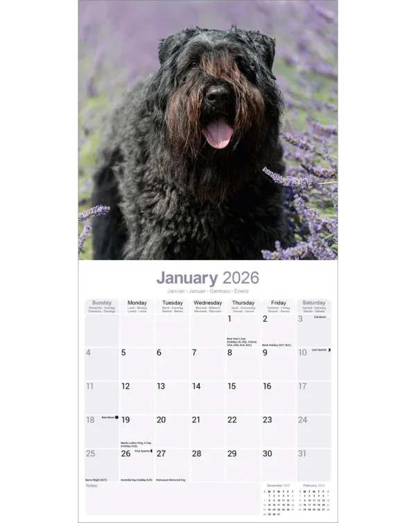 Kalender 26 Bouvier des Flandres as - Image 3