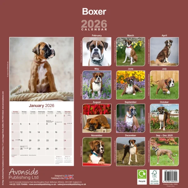 Kalender 26 Boxers as - Image 2