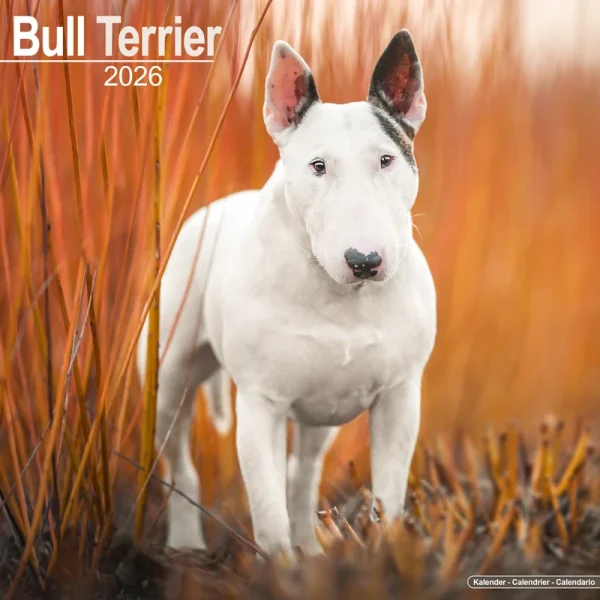 Kalender 26 Bull Terriers as