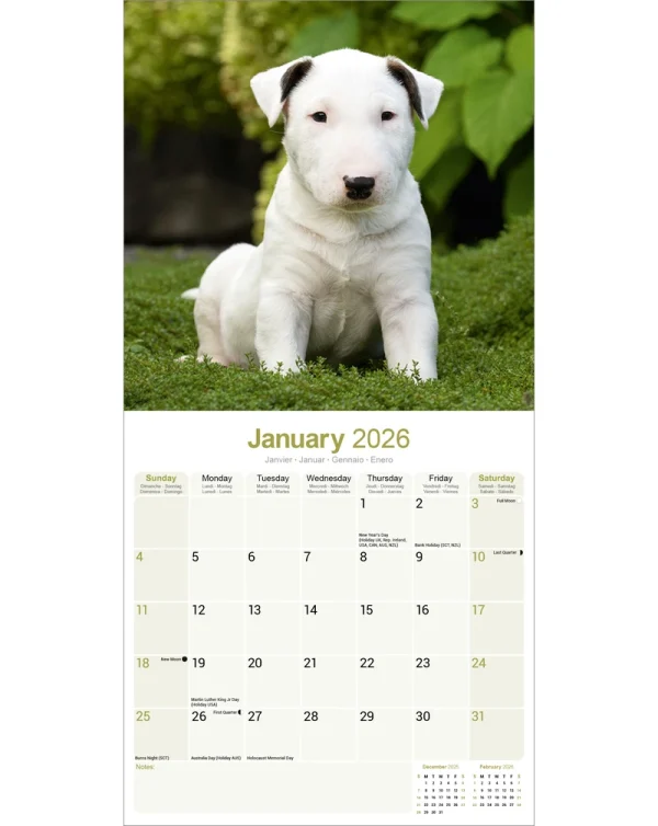 Kalender 26 Bull Terriers as – Bild 3