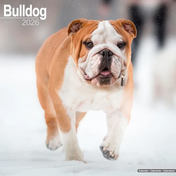 Kalender 26 Bulldogs as