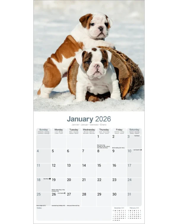 Kalender 26 Bulldogs as – Bild 3