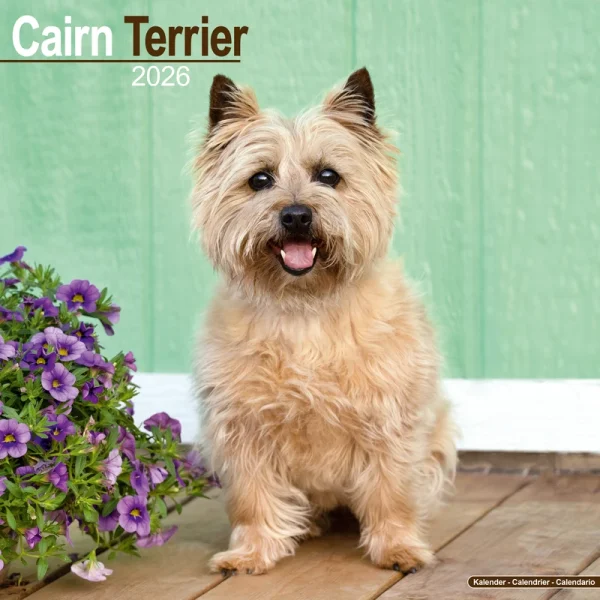 Kalender 26 Cairn Terriers as