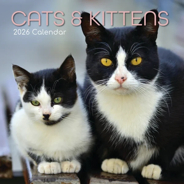 Kalender 26 Cat & Kittens gtd