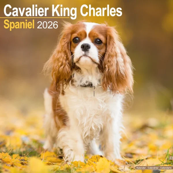 Kalender 26 Cavalier KC as