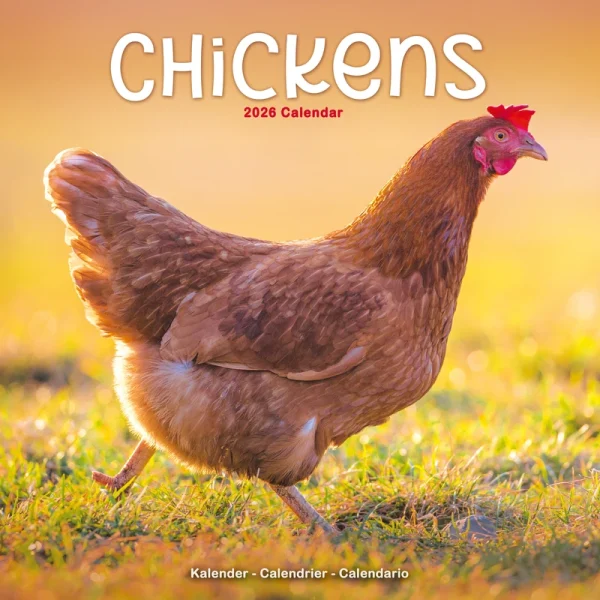 Kalender 26 Chickens as