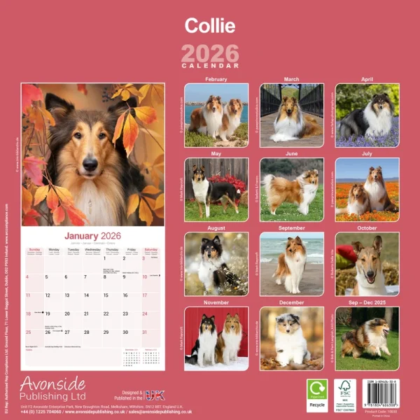 Kalender 26 Collies as – Bild 2