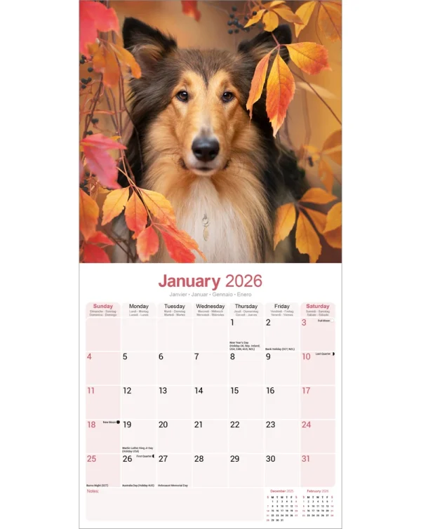 Kalender 26 Collies as – Bild 3