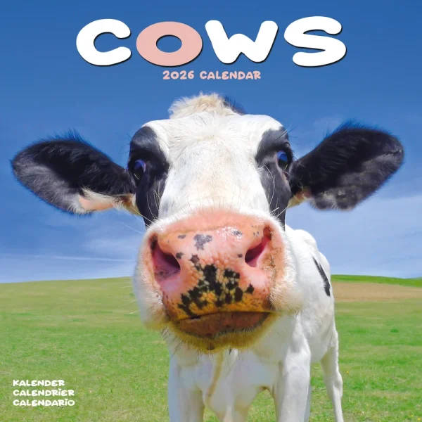 Kalender 26 Cows as