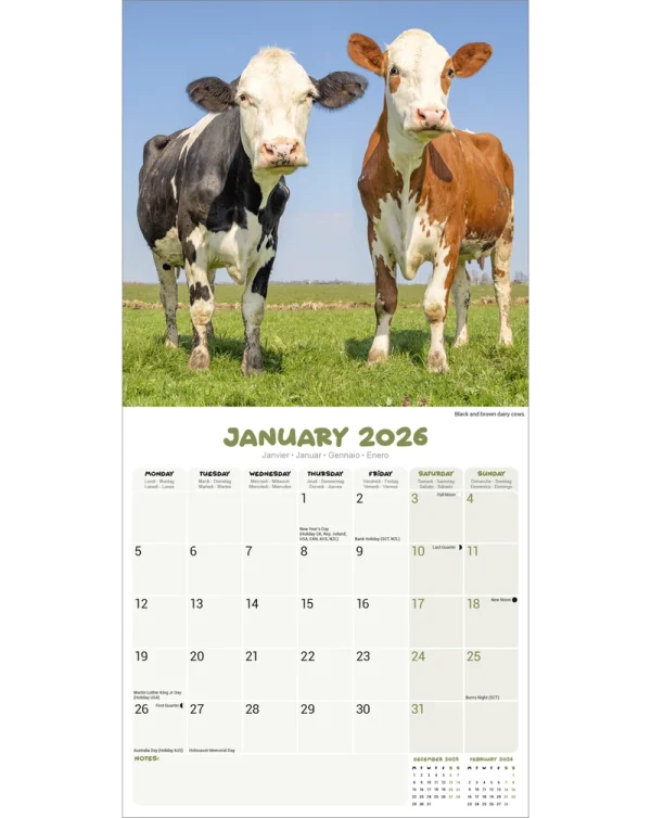 Kalender 26 Cows as - Image 3