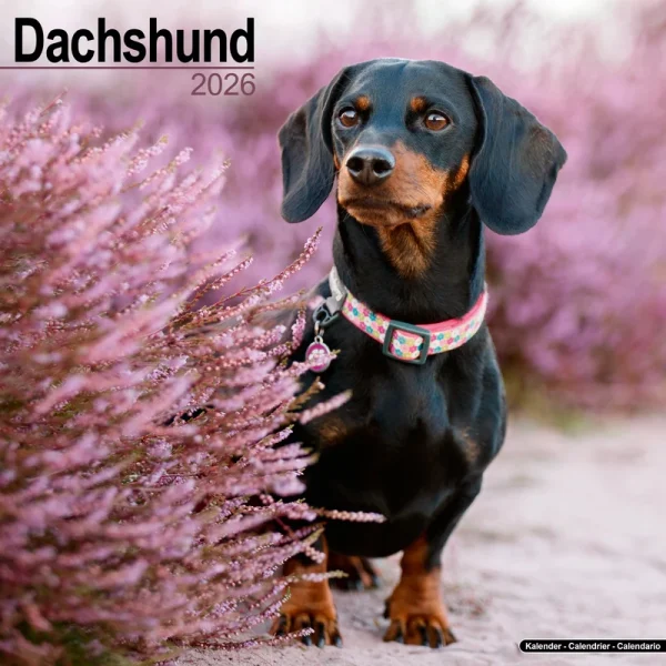 Kalender 26 Dachshunds as