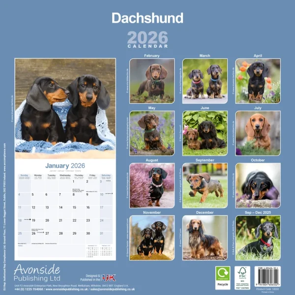 Kalender 26 Dachshunds as - Image 2