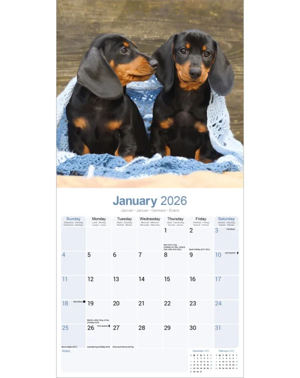 Kalender 26 Dachshunds as – Bild 3