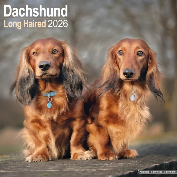 Kalender 26 Dachshunds Long as