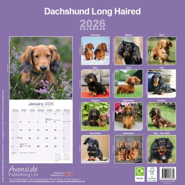 Kalender 26 Dachshunds Long as – Bild 2