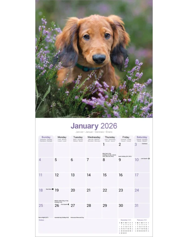 Kalender 26 Dachshunds Long as – Bild 3