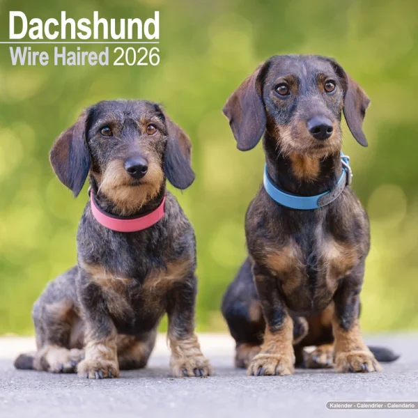 Kalender 26 Dachshunds Wire as