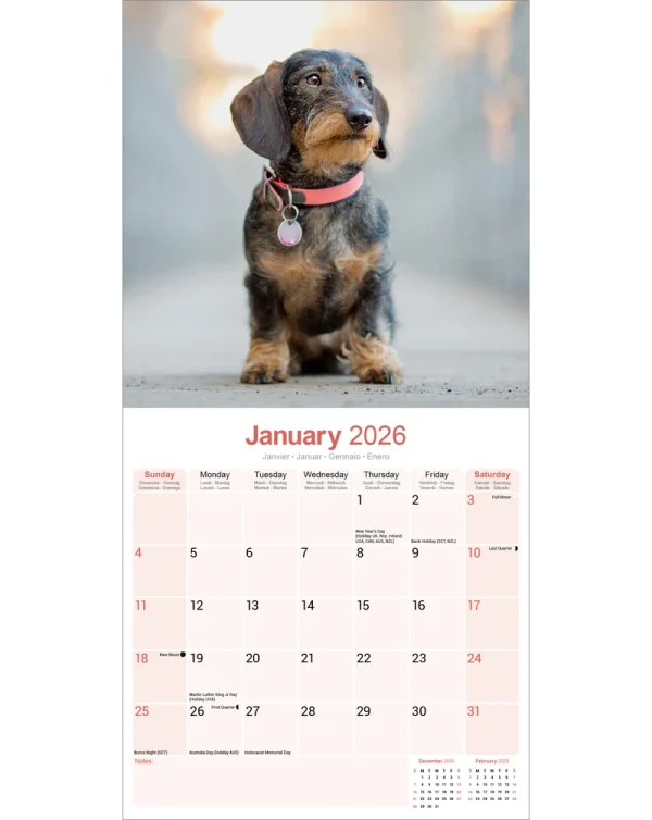 Kalender 26 Dachshunds Wire as – Bild 3