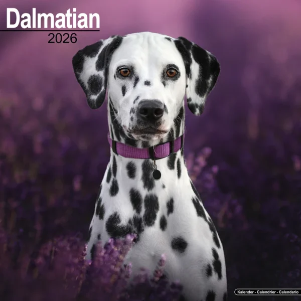 Kalender 26 Dalmatians as