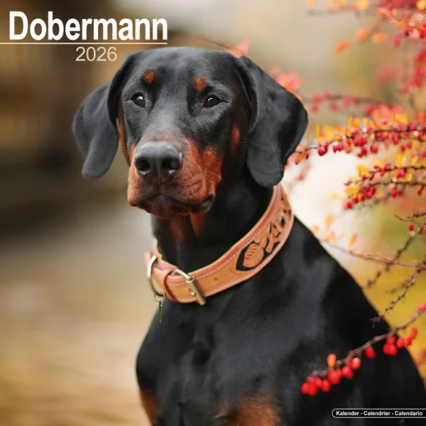 Kalender 26 Dobermans as