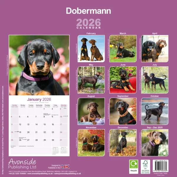 Kalender 26 Dobermans as – Bild 2