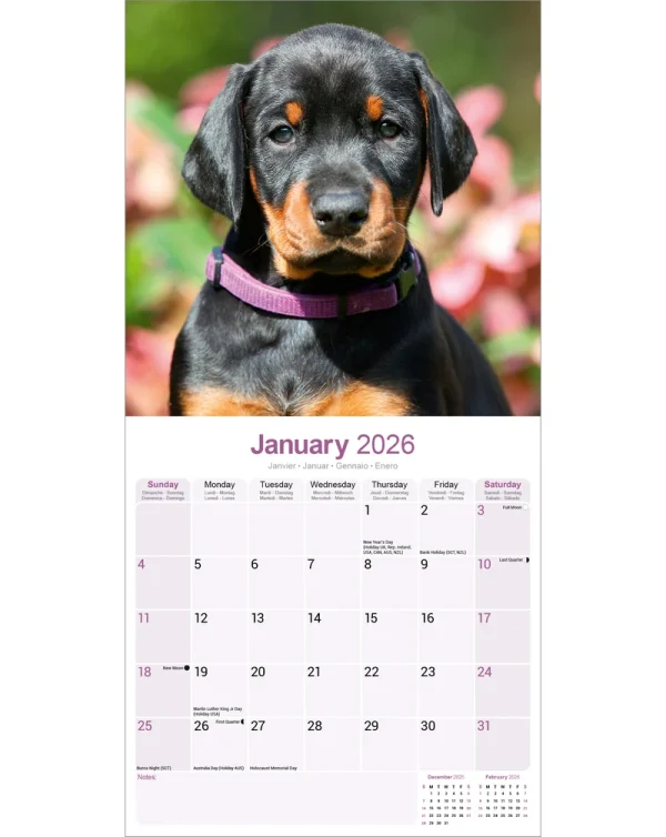 Kalender 26 Dobermans as – Bild 3