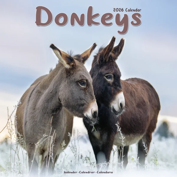 Kalender 26 Donkeys as