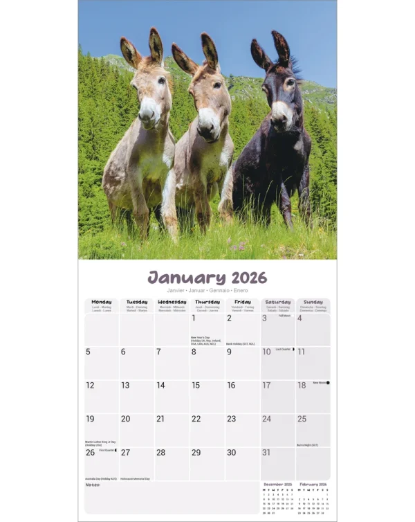 Kalender 26 Donkeys as - Image 3