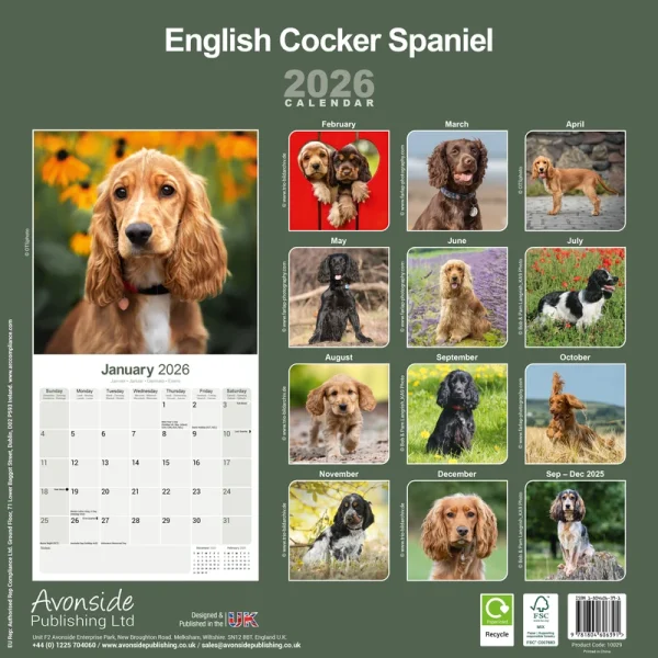 Kalender 26 English Cocker Spaniels as – Bild 2