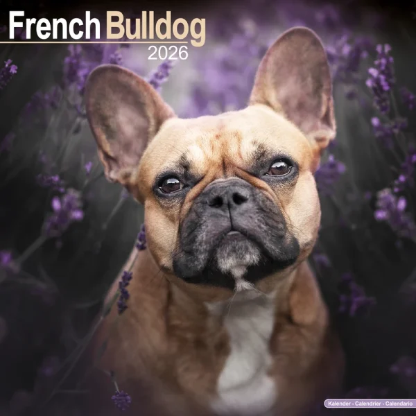 Kalender 26 French Bulldogs as