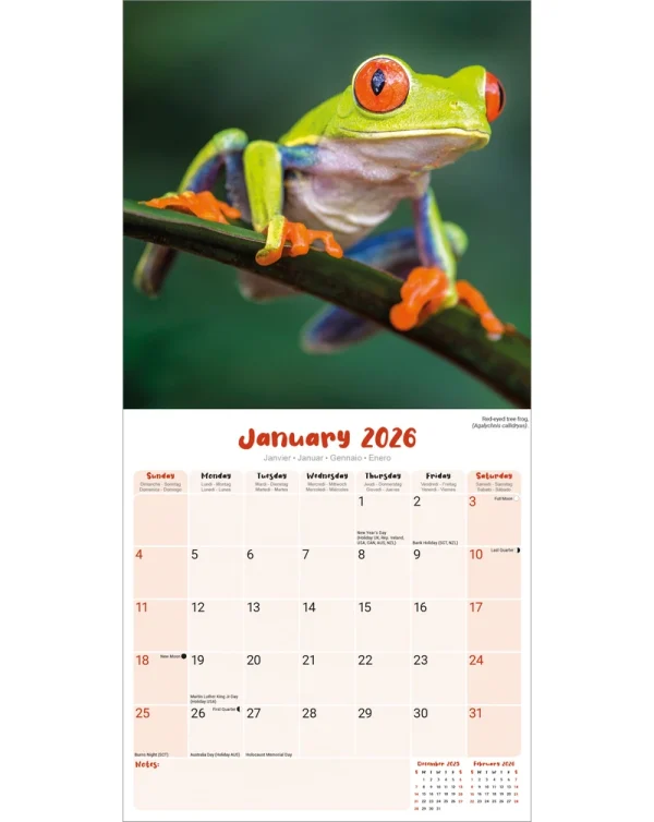 Kalender 26 Frogs as – Bild 3