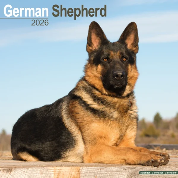 Kalender 26 German Shepherds as