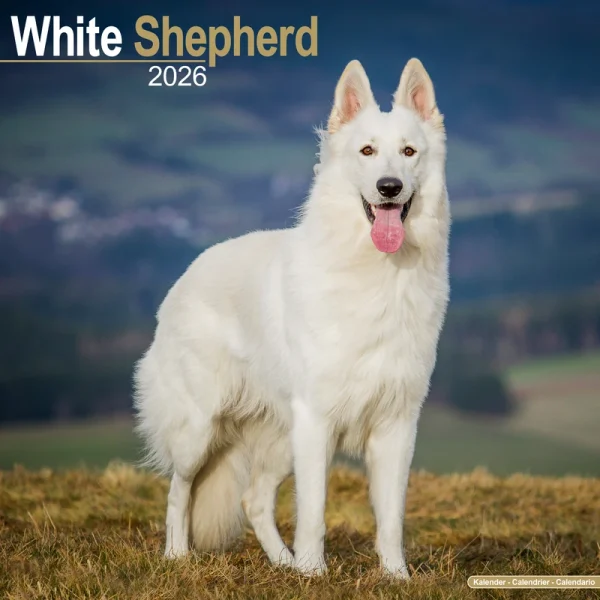 Kalender 26 German Shepherds White as